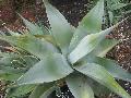 Agave, Quiengola Agave / Agave guiengola